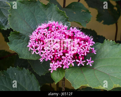 Nahaufnahme von der Flowerhead Clerodendrum bungei Stockfoto