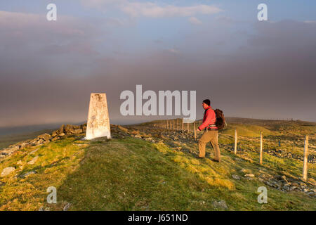 Hügel Walker zu Fuß in Richtung Gipfel Trig große steinige Hügel bei Sonnenaufgang, obere Teesdale, County Durham, Großbritannien Stockfoto