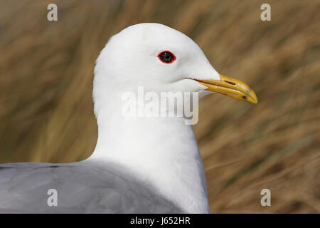 Kittewake Kopf im Detail Stockfoto