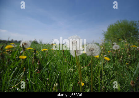 Blumenwiese voller Löwenzahn im Frühling. Nicht für Allergiker geeignet. Landschaft im ländlichen Raum. Stockfoto