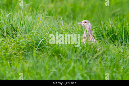 Erwachsene Frau Fasan (Phasianus colchicus) versteckt sich in langen Gras in einem Feld im späten Frühjahr in West Sussex, England, UK. Stockfoto