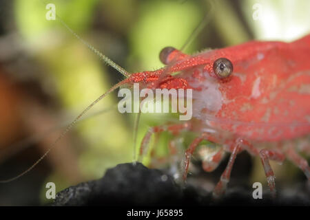 Red Fire Garnelen Stockfoto