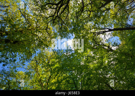 Worms-Blick auf einen Wald Baldachin mit einem extremen Weitwinkel-Objektiv. Späten Frühjahr / Frühsommer Wachstum der frischen Blätter im Wald Baldachin Hintergrundbeleuchtung o Stockfoto