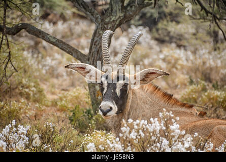 Roan Antilope liegen im Busch im südlichen afrikanischen Savanne Stockfoto