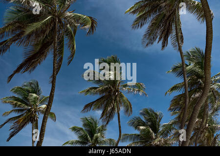 Kokospalmen, die sich friedlich im karibischen Brise wiegen. Eine perfekte Sommer-Retreat für einen Yogaurlaub. Stockfoto
