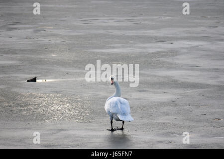 Zu Fuß auf einem zugefrorenen Fluss in winterin Pancevo, Serbien, beim Blick in die Richtung der Kamera Bild eines Schwans an einem zugefrorenen Fluss in Pance Schwan Stockfoto