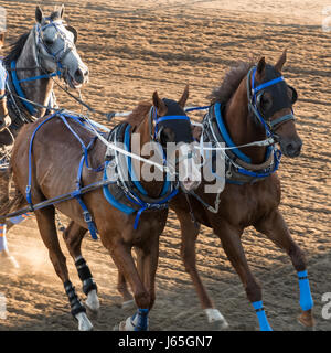 Pferde Chuckwagon Rennen an die jährliche Calgary Stampede, Calgary, Alberta, Kanada Stockfoto