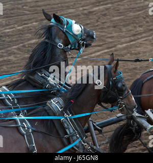 Pferde Chuckwagon Rennen an die jährliche Calgary Stampede, Calgary, Alberta, Kanada Stockfoto