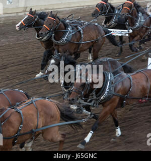 Pferde Chuckwagon Rennen an die jährliche Calgary Stampede, Calgary, Alberta, Kanada Stockfoto