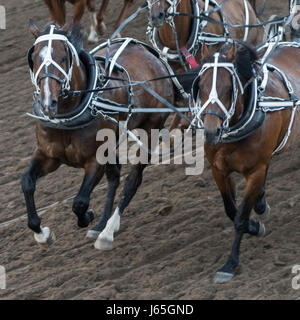 Pferde Chuckwagon Rennen an die jährliche Calgary Stampede, Calgary, Alberta, Kanada Stockfoto