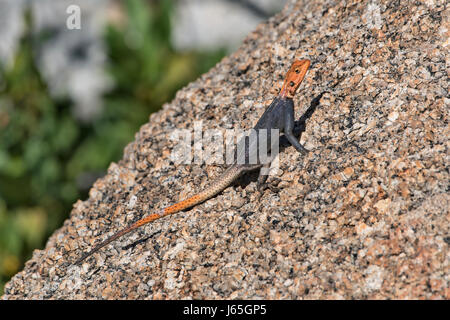 Namibia, Agama Delle Rocce (Agama Planiceps). Namibia, namibische Rock Agama Stockfoto