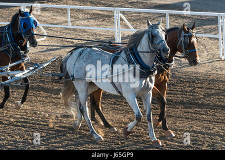 Chuckwagon Rennen an die jährliche Calgary Stampede, Calgary, Alberta, Kanada Stockfoto