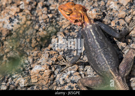 Namibia, Agama Delle Rocce (Agama Planiceps). Namibia, namibische Rock Agama Stockfoto