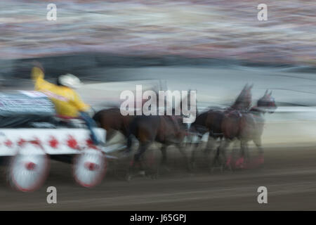 Bewegungsunschärfe Chuckwagon Rennen an die jährliche Calgary Stampede, Calgary, Alberta, Kanada Stockfoto