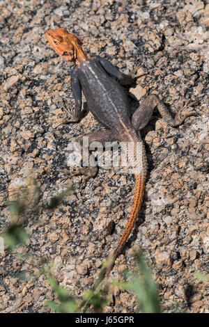 Namibia, Agama Delle Rocce (Agama Planiceps). Namibia, namibische Rock Agama Stockfoto