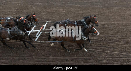 Chuckwagon Rennen an die jährliche Calgary Stampede, Calgary, Alberta, Kanada Stockfoto