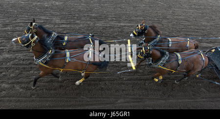 Chuckwagon Rennen an die jährliche Calgary Stampede, Calgary, Alberta, Kanada Stockfoto