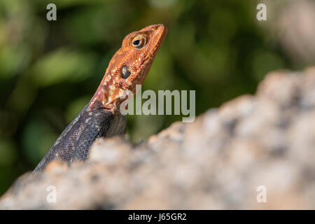 Namibia, Agama Delle Rocce (Agama Planiceps). Namibia, namibische Rock Agama Stockfoto