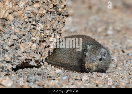 Namibia, Spitzkoppe: Ratto Delle Rocce o Noki (Petromus Typicus). Namibia, Spitzkoppe: Klippschliefer Ratte Stockfoto