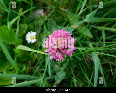 Klee in Blüte Stockfoto