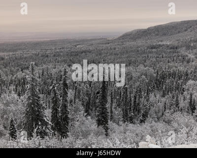 Erhöhten Blick auf Frost bedeckt Bäume in einem Wald, Alaska Highway, Northern Rockies Regional Municipality, Britisch-Kolumbien, Kanada Stockfoto