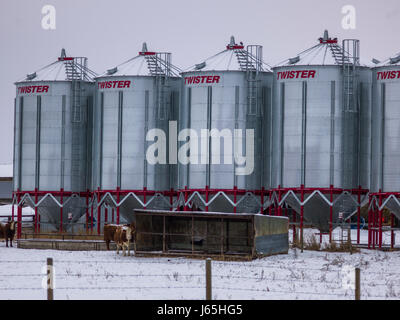 Silos und Vieh im Schnee bedeckt Feld, Highway 16, Yellowhead Highway, Alberta, Kanada Stockfoto