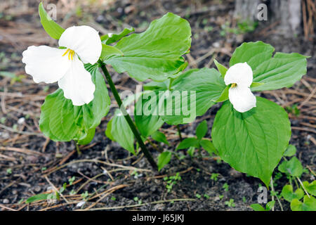 Michigan Saginaw, Japanisches Kulturzentrum & Teehaus, trillium, trillium grandiflorum, Garten, Blume, drei Blütenblätter, Blätter, geschützt, Pflanze, bedrohte Spec Stockfoto