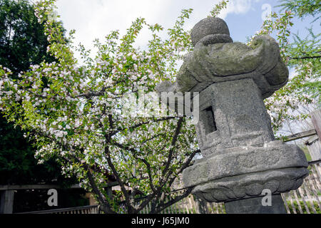 Michigan, MI, mich, Upper Midwest, Saginaw County, Saginaw, Japanisches Kulturzentrum und Teehaus, Garten, Kirschbäume, Steinlaterne, Tradition, Visito Stockfoto