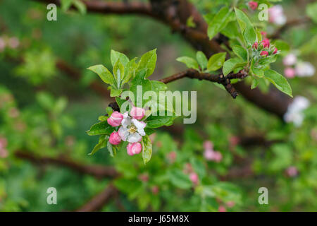 Apfelblüten mit Knospen in Orchard, Himachal Pradesh, Indien Stockfoto