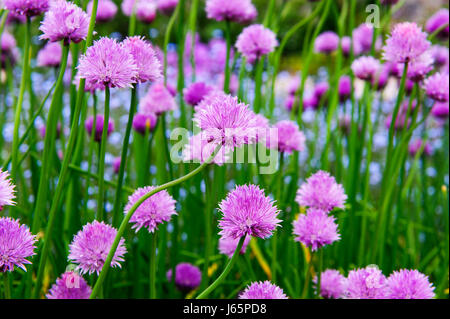 Rosa Blüten von Schnittlauch, Allium Schoenoprasum im Garten wächst Stockfoto