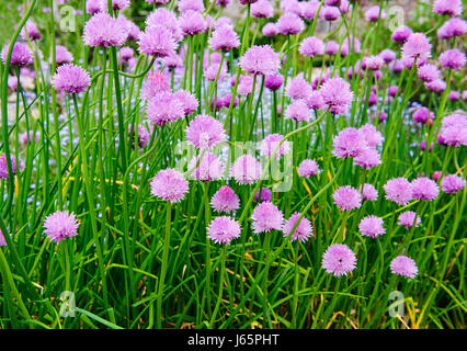Rosa Blüten von Schnittlauch, Allium Schoenoprasum im Garten wächst Stockfoto