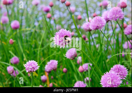 Rosa Blüten von Schnittlauch, Allium Schoenoprasum im Garten wächst Stockfoto