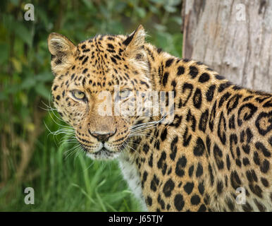 Amur-Leopard-Katze-Porträt Stockfoto