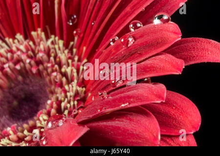 Rote Gerbera Blume auf einem schwarzen Hintergrund Stockfoto
