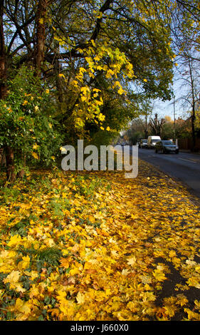 Abgefallene Blätter auf einem Bürgersteig in einer städtischen Straße. Stockfoto