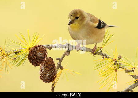 Eine amerikanische Stieglitz warten auf einem Ast Tamarack im Herbst in Wisconsin. Stockfoto