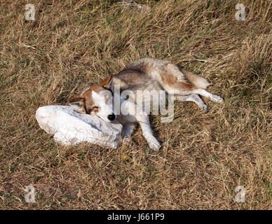 Obdachlosen Hund schläft auf Stein Kissen in Lichtung mit trockenen Gräsern an Sonne Sommertag Stockfoto