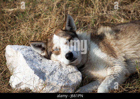 Obdachlosen Hund schläft auf Stein Kissen in Sonne Sommerabend Stockfoto