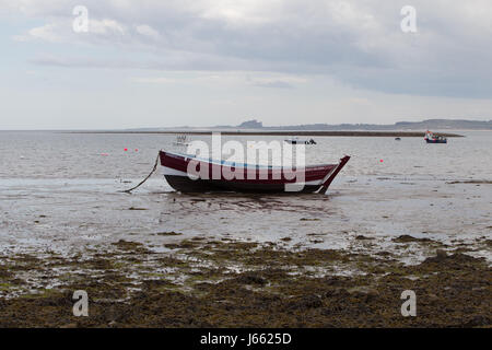 17.05.2017, Lindesfarne Burg, Holy Island, Berwick-upon-Tweed, Northumberland, England, UK Banburgh Castle View von Holy Island im Frühjahr Stockfoto