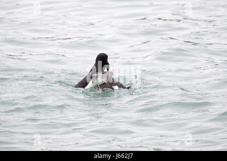 Kampf gegen Tordalken (Alca Torda), Skomer, Wales, Frühjahr 2017 © Jason Richardson / Alamy Live News Stockfoto