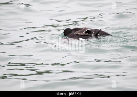 Kampf gegen Tordalken (Alca Torda), Skomer, Wales, Frühjahr 2017 © Jason Richardson / Alamy Live News Stockfoto