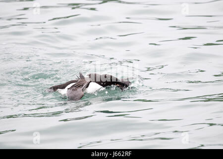 Kampf gegen Tordalken (Alca Torda), Skomer, Wales, Frühjahr 2017 © Jason Richardson / Alamy Live News Stockfoto