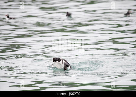 Kampf gegen Tordalken (Alca Torda), Skomer, Wales, Frühjahr 2017 © Jason Richardson / Alamy Live News Stockfoto