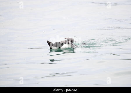 Kampf gegen Tordalken (Alca Torda), Skomer, Wales, Frühjahr 2017 © Jason Richardson / Alamy Live News Stockfoto