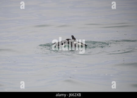 Kampf gegen Tordalken (Alca Torda), Skomer, Wales, Frühjahr 2017 © Jason Richardson / Alamy Live News Stockfoto