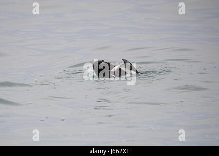 Kampf gegen Tordalken (Alca Torda), Skomer, Wales, Frühjahr 2017 © Jason Richardson / Alamy Live News Stockfoto