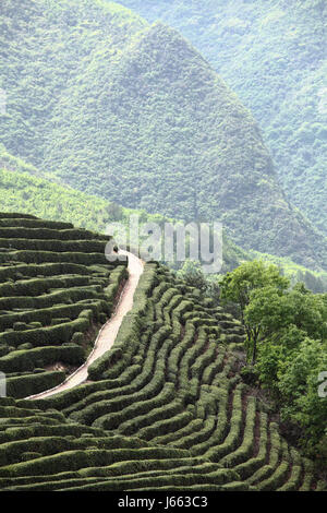 Tee Garten Xixiang County, Provinz Shaanxi, China Stockfoto