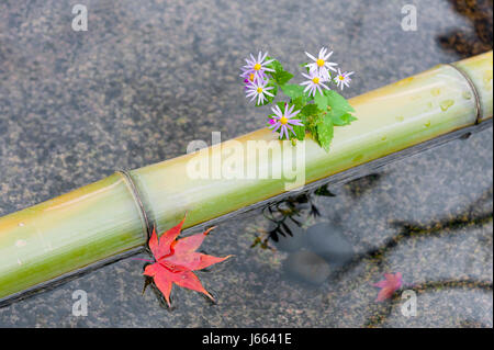 Bambus, Blumen und rot-Ahorn Blatt in einem Chozubachi oder Wasser Becken verwendet, um die Hände in japanischen Tempeln, Schreinen und Gärten zu spülen. Stockfoto