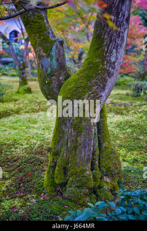 Baumrinde moosbedeckten in Ahorn Garten im Herbst in Japan Stockfoto