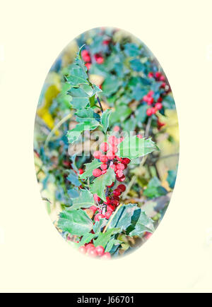 Ilex oder Holly rote Früchte, Strauch Gattung in der Familie Phellinaceae, ovale Form. Stockfoto